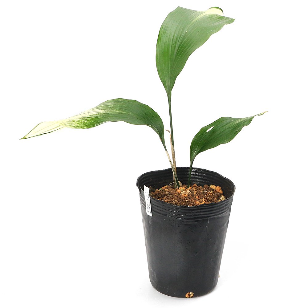 （山野草）ハラン　雪晃冠（セッコウカン）　４号（１ポット）　ＣＲＣ15―35―12―00―00