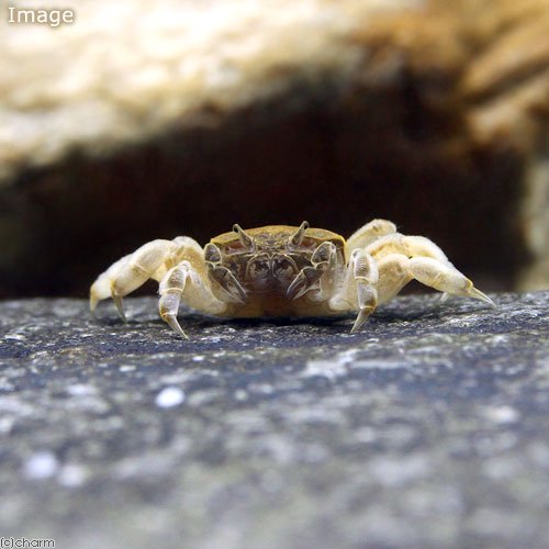 （エビ・カニ）ゴースト・クラブ（３匹）　ＣＲＣ13―84―20―10―00