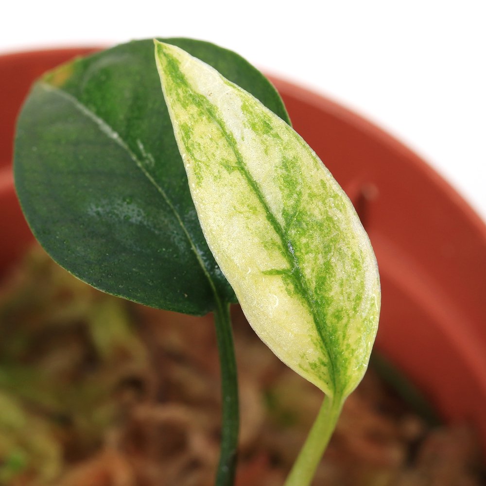 （テラリウム）エピプレムナム　ピナツム　Ｖａｒ．Ｈａｎｏｍａｎ（無農薬）（１ポット）　北海道・九州航空便要保温　ＣＲＣ12―88―20―00―00