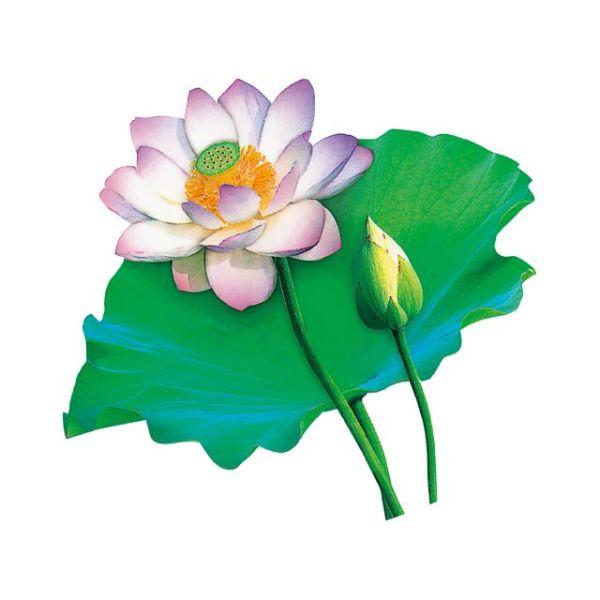 フィルムシート グルメシート 蓮 丸 ユニバース 1000点