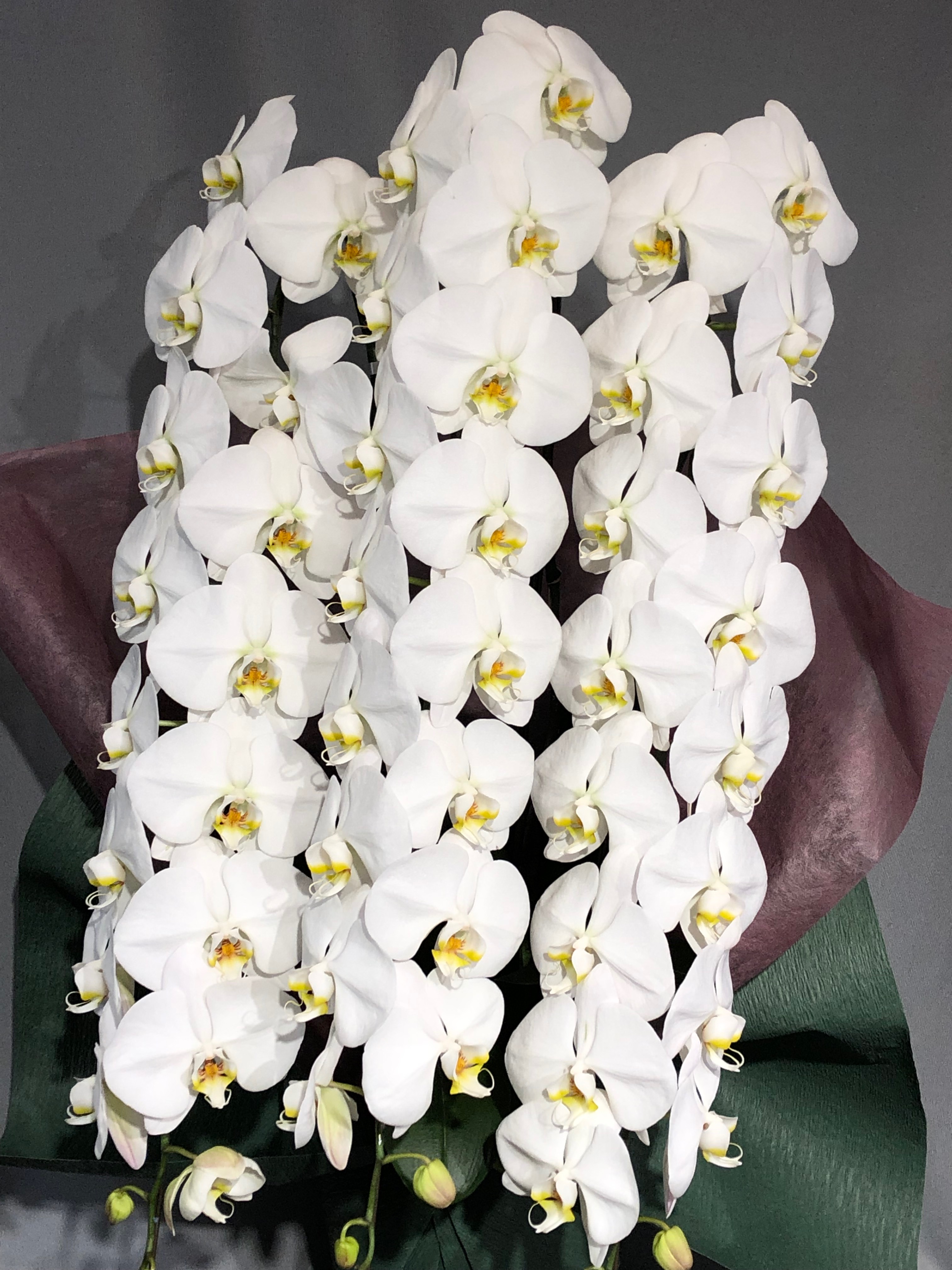 商品ID 7756 胡蝶蘭　白　３本立ち　生花 21,560円