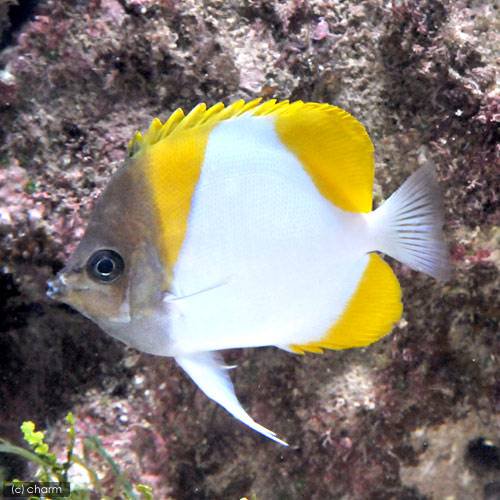 （海水魚）カスミチョウチョウウオ（１匹）　北海道・九州航空便要保温　ＣＲＣ26―30―10―50―00