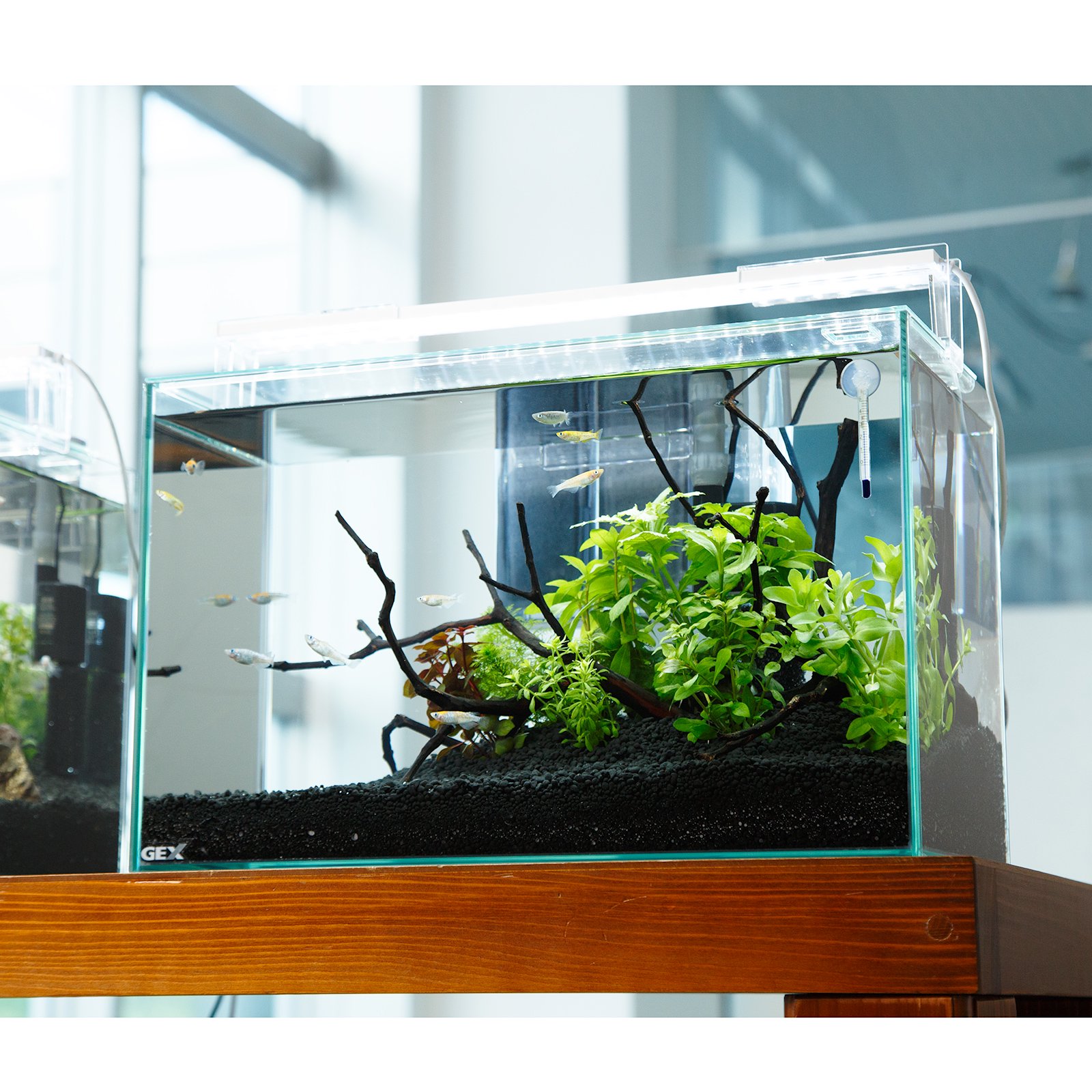水槽 DAWNSLUGS GEX aquarista AGS SLIDE ガラス水槽 GEX aquarista『Glassterior AGS