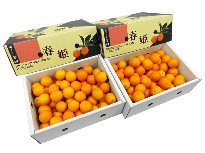 鹿児島県 =完熟きんかん 春姫= 超大粒3Lサイズ 約4kg（約2kg x2箱） 予約 2月下旬以降