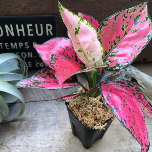 希少 ピンクカムクン アグラオネマ 観葉植物 6,552円