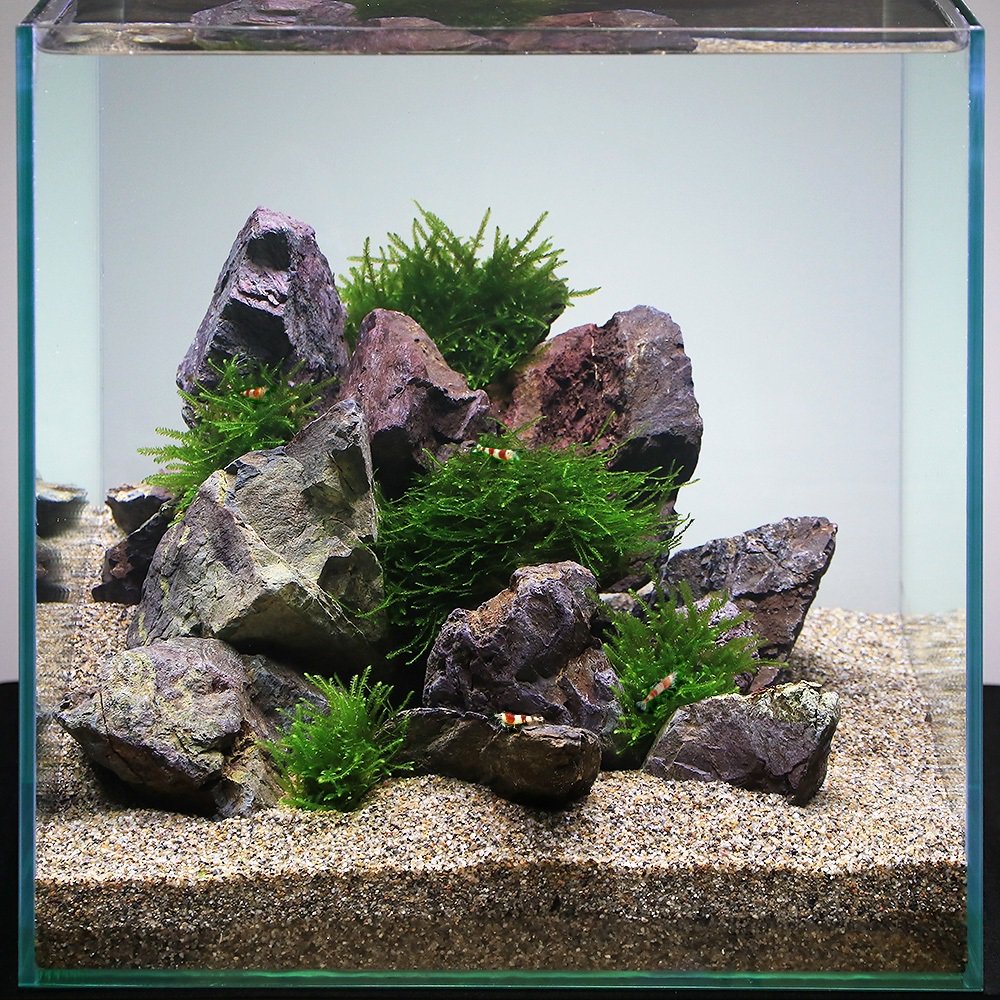 （エビ）（水草）ビーシュリンプに合う水草レイアウトセット　生体付　本州四国限定　ＣＲＣ12―23―30―00―00 9,541円