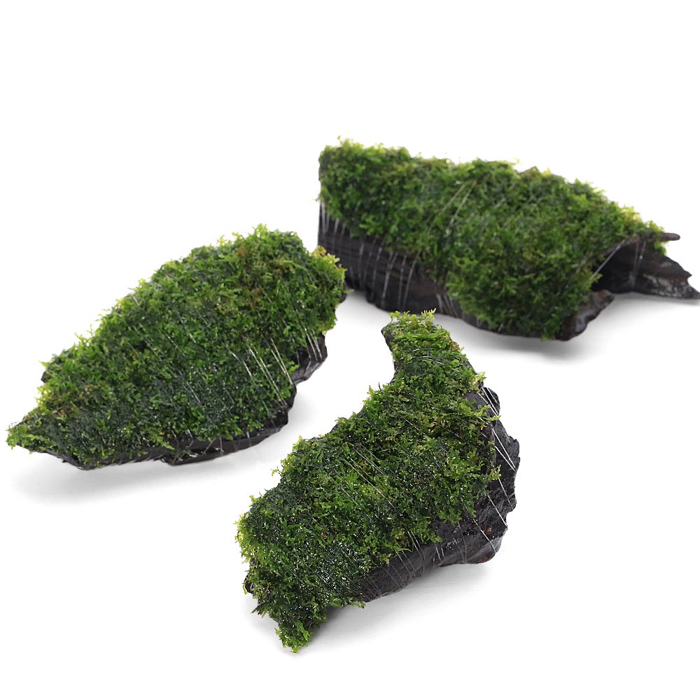 （水草）巻きたて　プレミアムグリーンモス　流木　ＳＳサイズ（約１０ｃｍ）（水中葉）（無農薬）（３個）　ＣＲＣ12―18―35―77―00