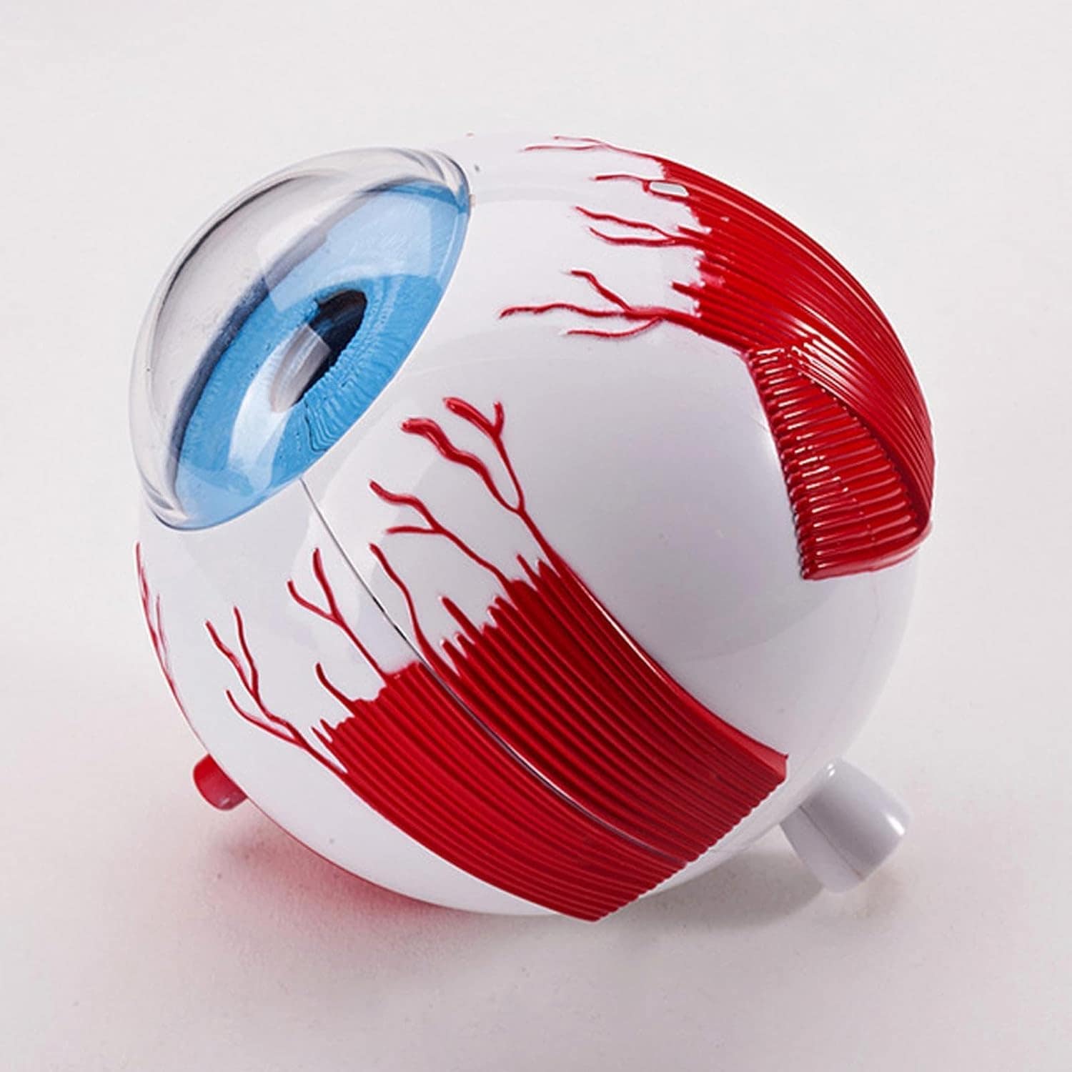 迅速な出荷 正確な眼球モデル眼球モデル組み立て医学教育用人間目解剖学的モデル生理学教育研究 サイズ15*11*8cm