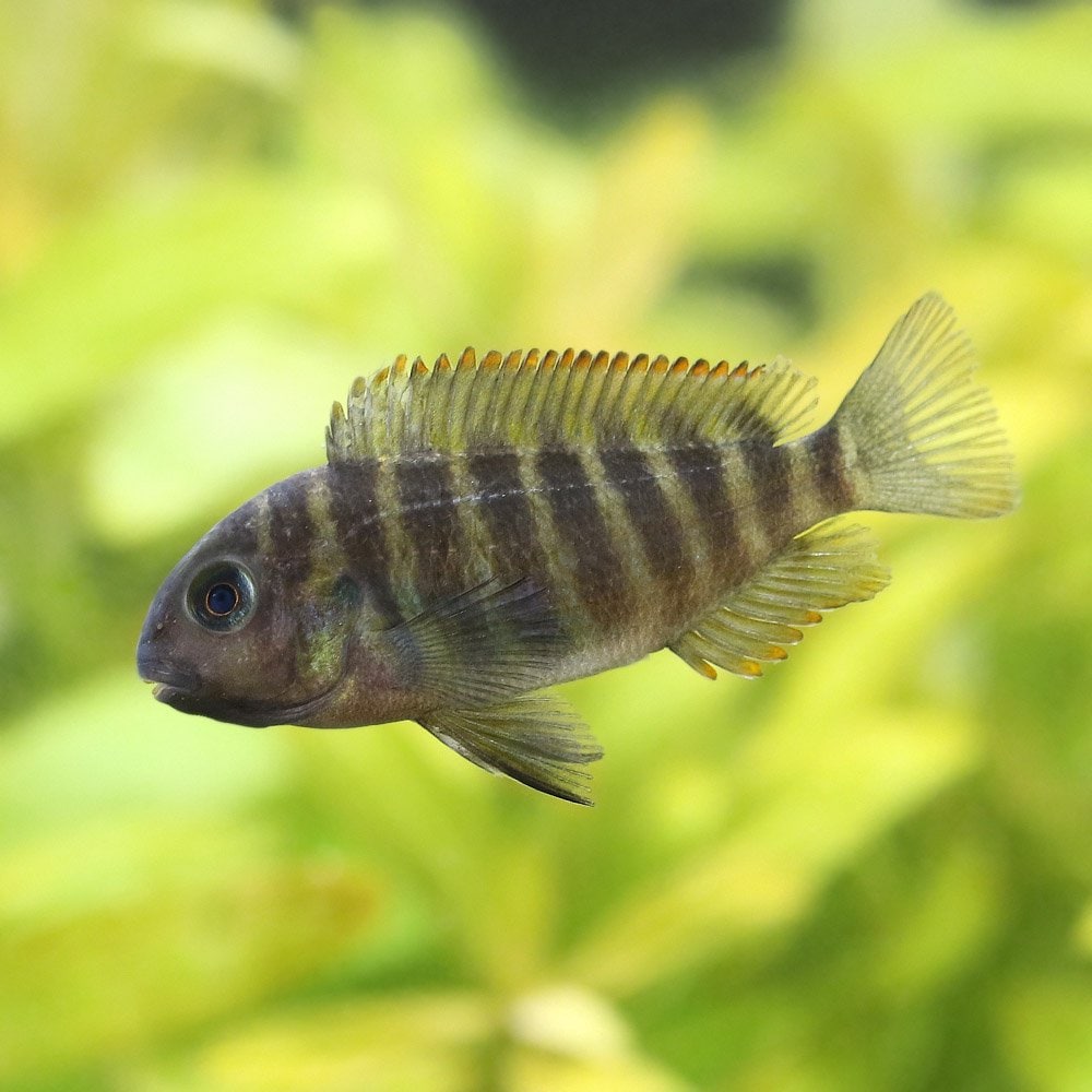 （熱帯魚）トロフェウス・モーリー　キピリ（３匹）　北海道航空便要保温　ＣＲＣ13―28―46―00―00