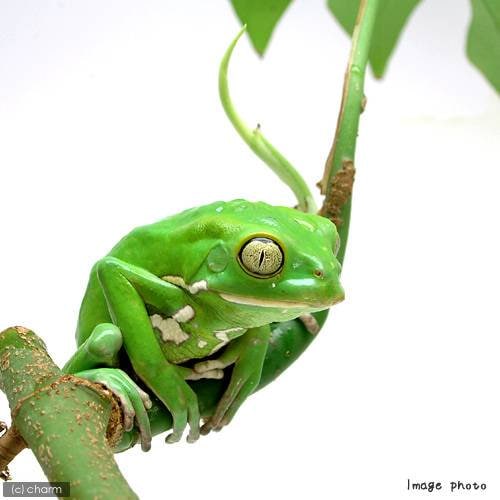 （両生類）ソバージュネコメガエル　ＣＢ個体（１匹）　北海道・九州航空便要保温　ＣＲＣ17―05―35―10―00