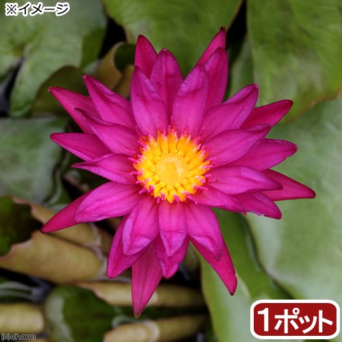 （ビオトープ）睡蓮　熱帯性睡蓮（スイレン）（濃桃）　バージニアマクレーン（１ポット）　ＣＲＣ12―10―23―25―00