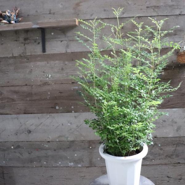 シマトネリコ 7号 初心者の方に ガーデニング 観葉植物 インテリア