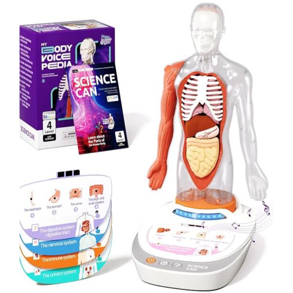 人体模型 子供用 解剖学 組み立てキット STEM 教育玩具 学習 知育 おもちゃ 6歳以上