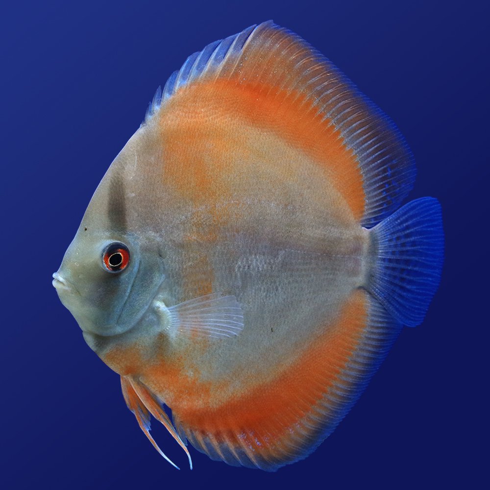 （熱帯魚）サンメラー・ディスカス（Ｍサイズ）（１匹）　北海道・九州航空便要保温　ＣＲＣ13―31―10―00―00