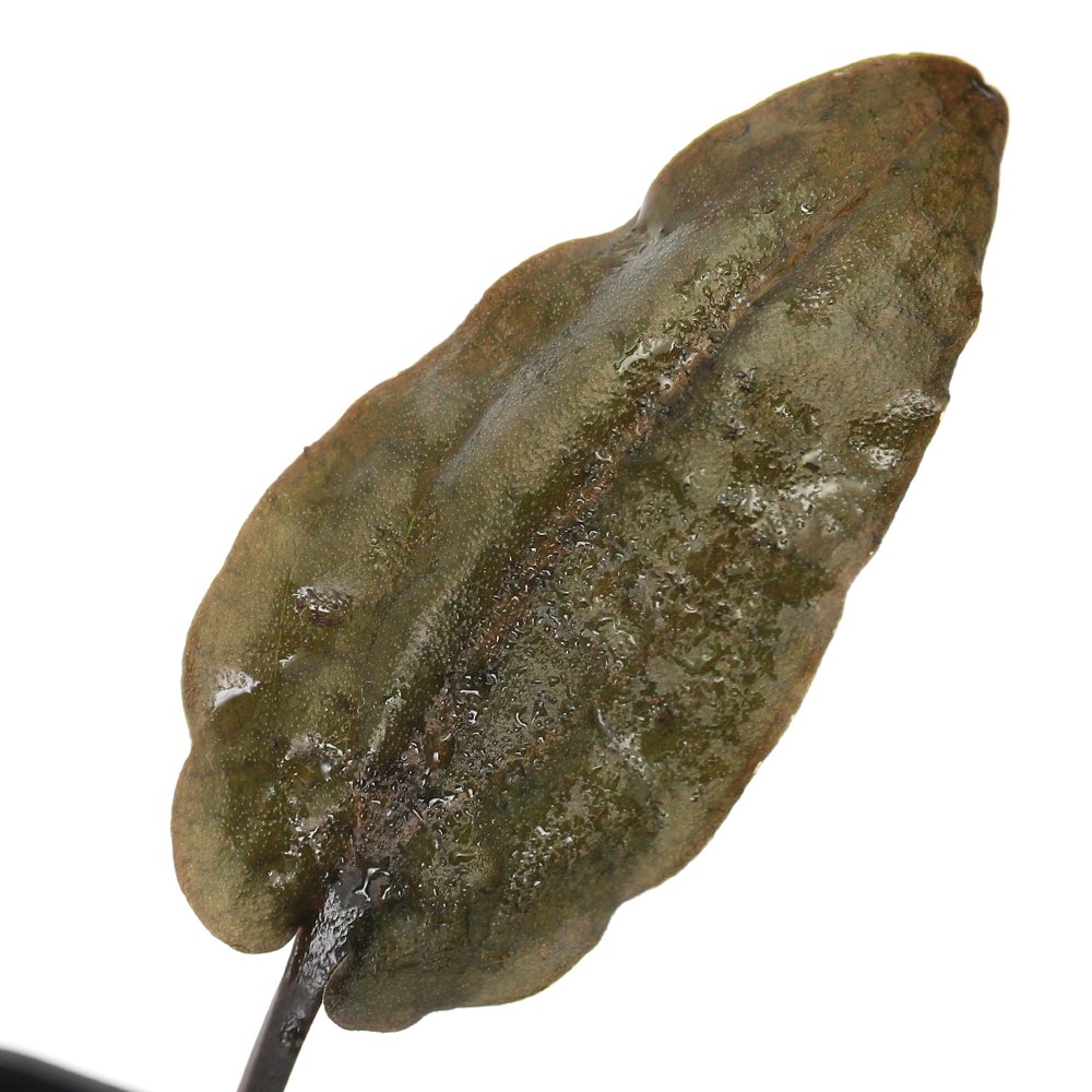 （水草）クリプトコリネ　フスカ　Ｂｅｌｉｔｕｎｇ産（水上葉）（１ポット）　ＣＲＣ12―72―40―00―00