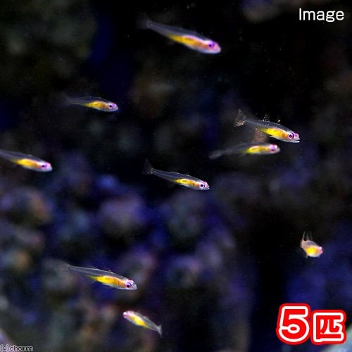 （海水魚）沖縄産　アカメハゼ（５匹）　ＣＲＣ26―30―24―10―00