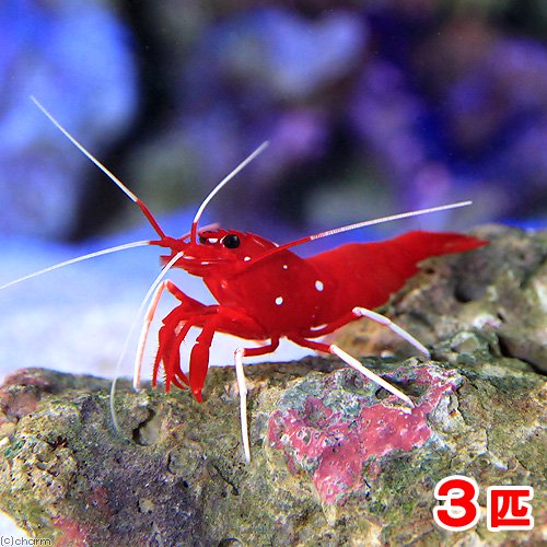 （海水魚）エビ　スリランカ産　ホワイトソックスシュリンプ（３匹）　ＣＲＣ26―40―10―20―00