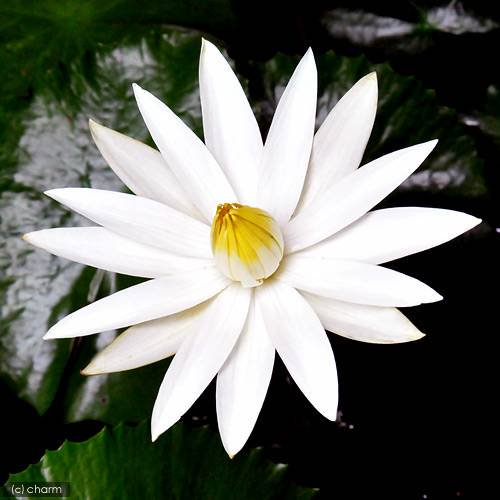 （ビオトープ）睡蓮　熱帯性睡蓮（スイレン）夜咲き（白）　ジュノ（１ポット）　ＣＲＣ15―10―23―55―00 5,309円