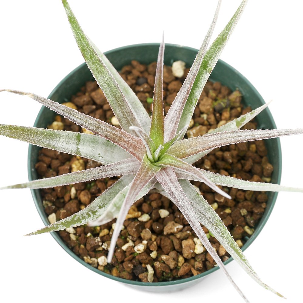 （観葉植物）オルソフィツム　ザノニー（１株）ブロメリア　ＣＲＣ17―80―40―00―00