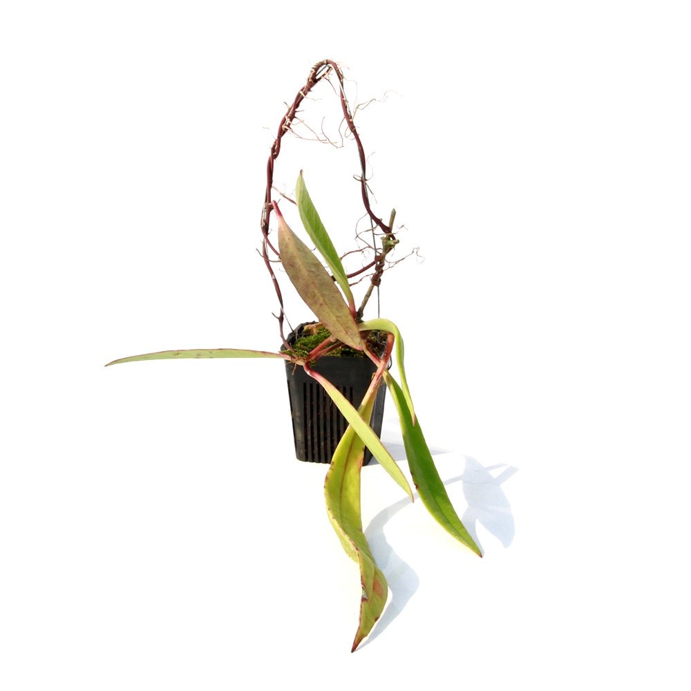 （観葉植物）ホヤ　スラウェシアナ　Ｍａｍａｓａ，　Ｗｅｓｔ　Ｓｕｌａｗｅｓｉ（１ポット）　ＣＲＣ12―88―01―00―00
