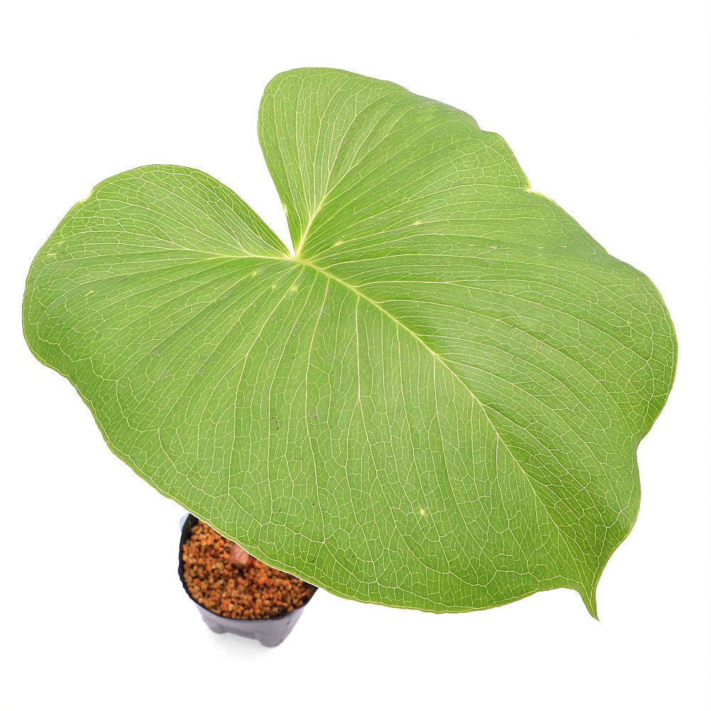 （山野草）アリサエマ　ファーゲシー(Ａｒｉｓａｅｍａ　ｆａｒｇｅｓｉｉ)　３ー４号（１ポット）　ＣＲＣ15―35―45―00―00