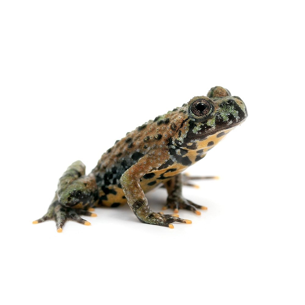 （両生類）チョウセンスズガエル　Ｓサイズ（１匹）　北海道・九州航空便要保温　ＣＲＣ17―05―35―40―00