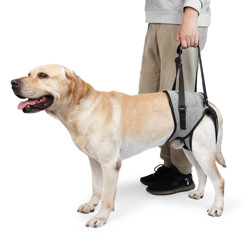 犬のハーネスは,屋外の怪我をサポートし,ウォーキング,リード,またはヘッドバンドを保護します