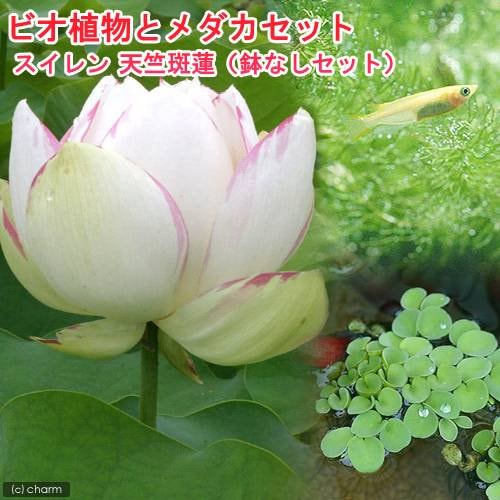 （ビオトープ）（めだか）ビオ植物とメダカセット　天竺斑蓮　鉢なしセット　本州四国限定　ＣＲＣ15―10―95―00―00