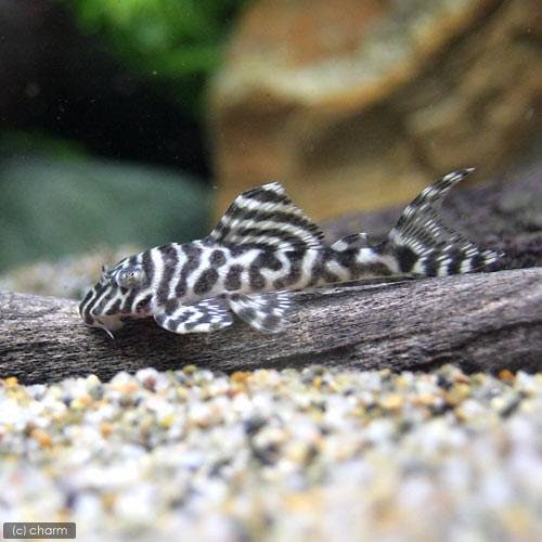 （熱帯魚）キングタイガー・ペコルティア　Ｓサイズ（ワイルド）（１匹）　北海道・九州航空便要保温　ＣＲＣ13―44―20―00―00