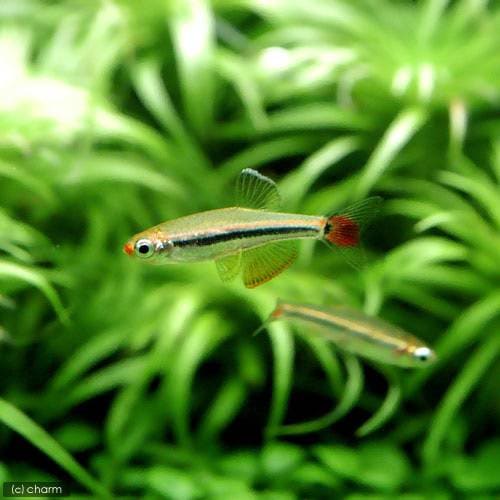 （熱帯魚）ベトナム・アカヒレ（１２匹）　北海道航空便要保温　ＣＲＣ13―24―34―00―00