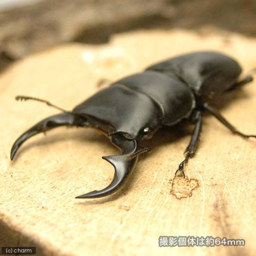 （昆虫）パリーオオクワガタ（亜種ｃｕｒｖｕｓ）パラワン産　成虫　ＷＤ　６０ー６４ｍｍ（１ペア）　北海道・九州航空便要保温　ＣＲＣ18―25―20―30―10