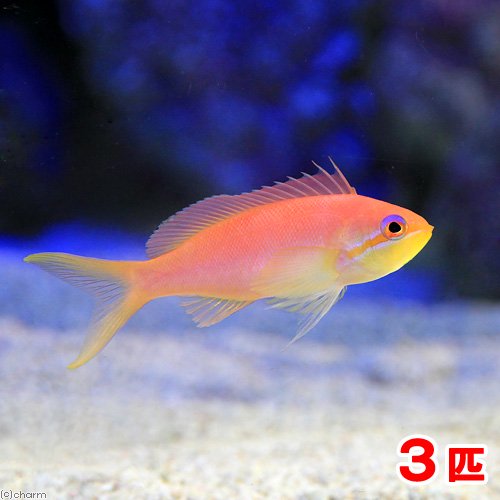 （海水魚）インディアンフレームアンティアス　メス（３匹）　北海道・九州航空便要保温　ＣＲＣ26―30―20―00―00