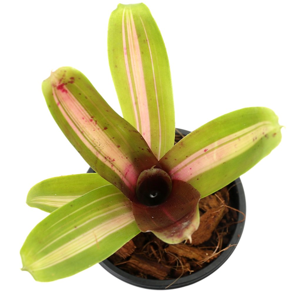 （観葉植物）ネオレゲリア　キリフネ　２号（１株）　ＣＲＣ15―30―20―22―00