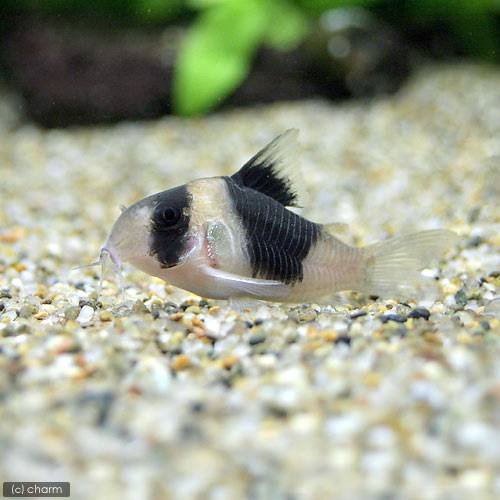 （熱帯魚）コリドラス・ショートノーズニュースーパービコロール　腹巻き（ワイルド）（１匹）　北海道・九州航空便要保温　ＣＲＣ13―36―20―00―00