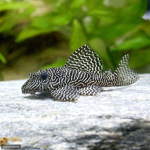 （熱帯魚）クィーンアラベスク・タイガープレコ（ワイルド）（１匹）　北海道・九州航空便要保温　ＣＲＣ13―44―20―00―00