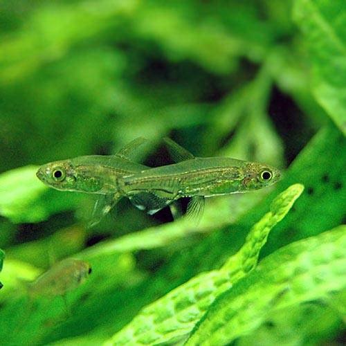 （熱帯魚）アドニス・テトラ（１０匹）　北海道・九州航空便要保温　ＣＲＣ13―20―15―00―00