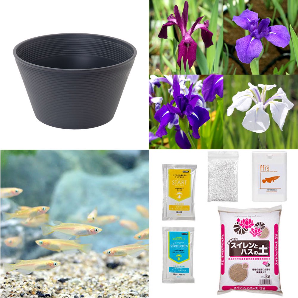 （ビオトープ）初心者向け　睡蓮鉢で育てる　メダカ飼育セット（グレー）カキツバタ＋ひめだか６匹　本州四国限定　飼育セット　レイアウト　メダカセット　ＣＲＣ15―10―39―00―00