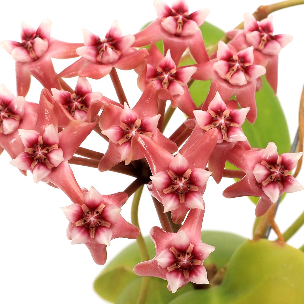 （観葉植物）ホヤ　ダーウィニー　Ｎｕｅｖａ　Ｖｉｚｃａｙａ，　Ｌｕｚｏｎ（１ポット）　ＣＲＣ15―30―20―36―00