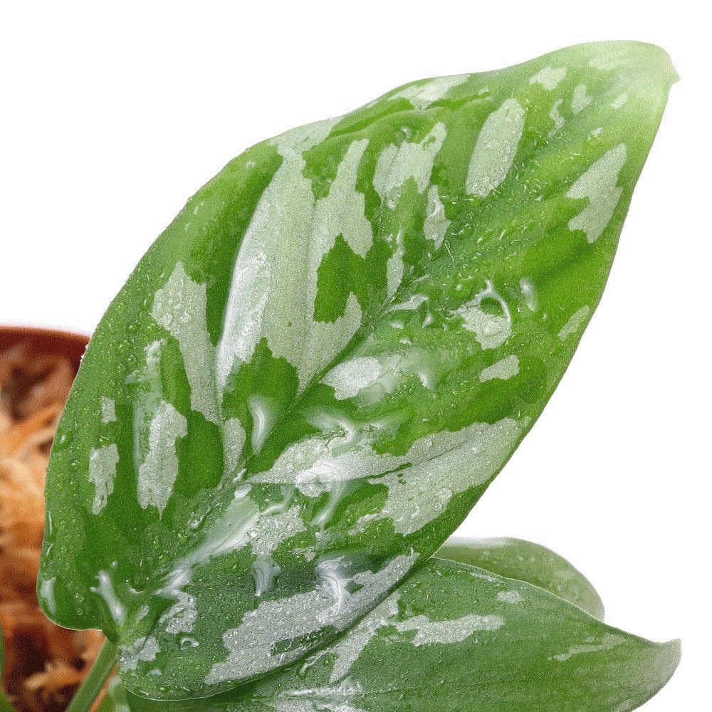 （テラリウム）スキスマトグロッティスｓｐ．Ｐａｐｕａ（１ポット）　ＣＲＣ12―88―20―00―00