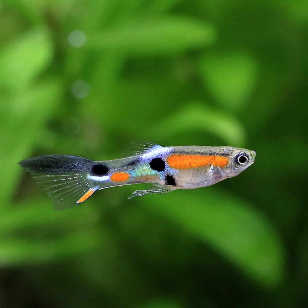 （熱帯魚）エンドラーズ・ライブベアラー　カンポマ　ブラックトップソード（国産グッピー）（３ペア）　北海道航空便要保温　ＣＲＣ13―12―47―00―00 5,130円