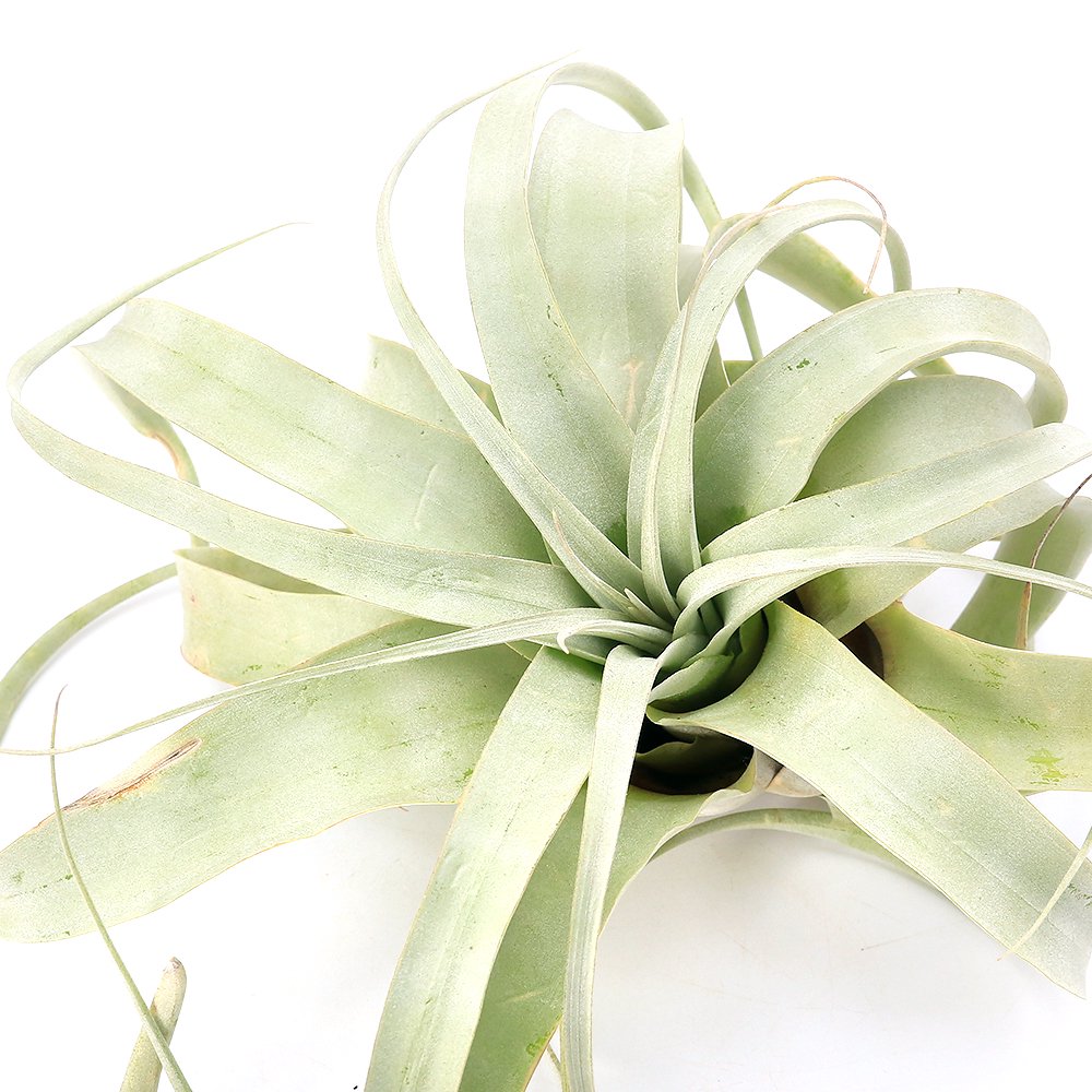 （観葉植物）エアープランツ　チランジア　キセログラフィカ　Ｌサイズ（１株）　ＣＲＣ15―50―10―00―00