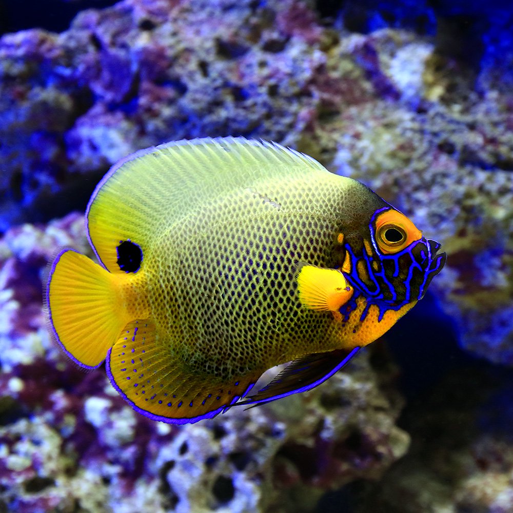 （海水魚）ヤッコ　アデヤッコ　成魚　Ｓサイズ（１匹）　北海道航空便要保温　ＣＲＣ26―30―05―30―00