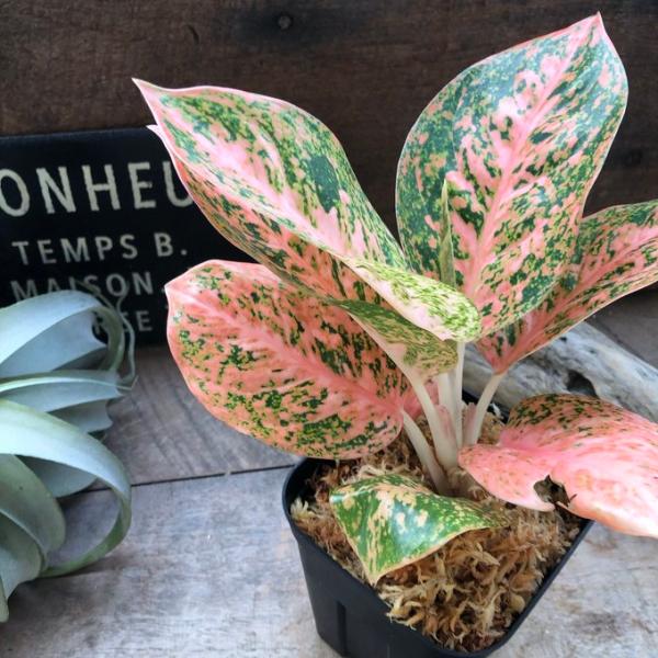 オレンジスターダスト アグラオネマ 観葉植物 レア品種
