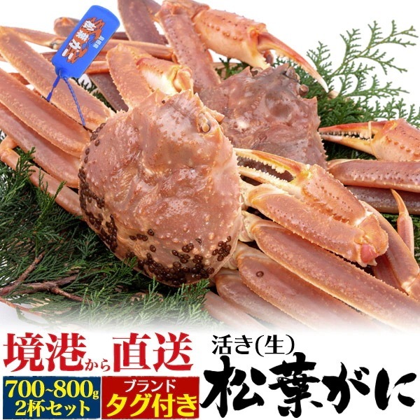 境港から直送　冷蔵 活き 松葉ガニ　約700g-800g　2杯セット　生 ズワイガニ 姿　タグ付き　山陰産ブランド　活ガニ　産地直送　蟹 かに 冬