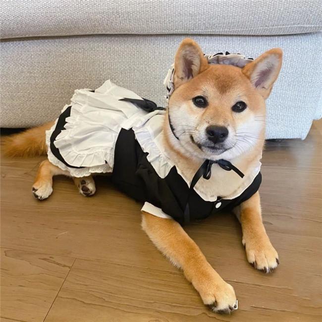 【新発.売&・激安販売】ハロウィン 衣装 ペット服 ロリータ 犬 中型犬 大型犬 ドッグウェア ワンピース 犬ドレス かわいい 犬 かわいい ペット