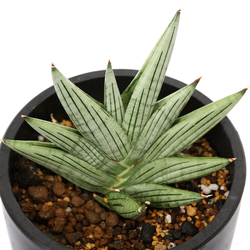 （観葉植物）サンスベリア　ジュピター　４．５号（１鉢）　ＣＲＣ15―30―20―24―00