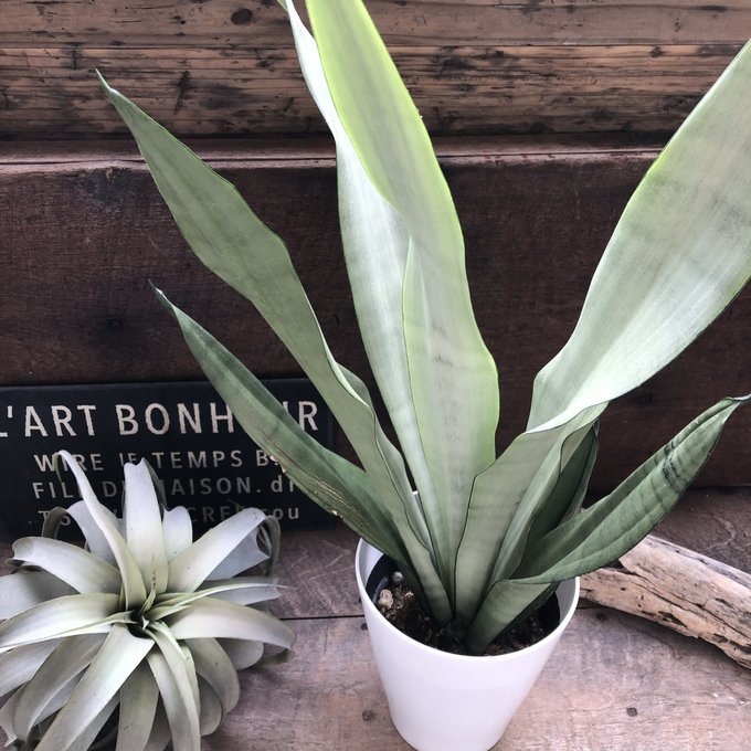 ムーンシャイン　5号　超希少　サンスベリア　観葉植物　空気清浄