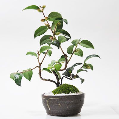 盆栽鉢　桑津香石　山野草　梅　椿　小品盆栽 盆栽鉢 桑津香石 山野草 梅 椿 小品盆栽