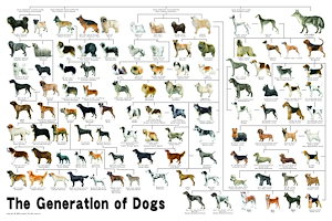 1000ピース ジグソーパズル めざせ!パズルの達人 犬の系統図(50x75cm)
