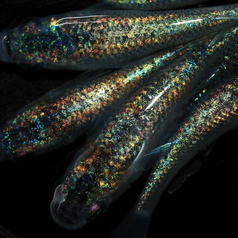 （めだか）ヒミツヘイキブルータイプメダカ　メダカ屋サバンナブリード（３匹）　ＣＲＣ60―20―22―30―10